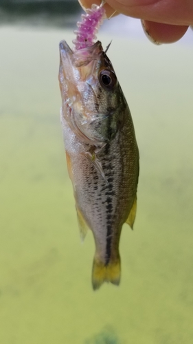 ラージマウスバスの釣果