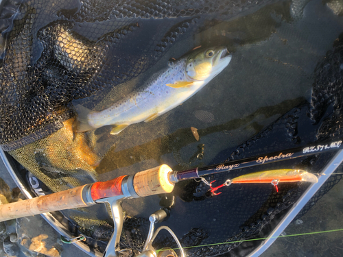 ブラウントラウトの釣果