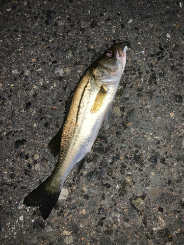 セイゴ（マルスズキ）の釣果