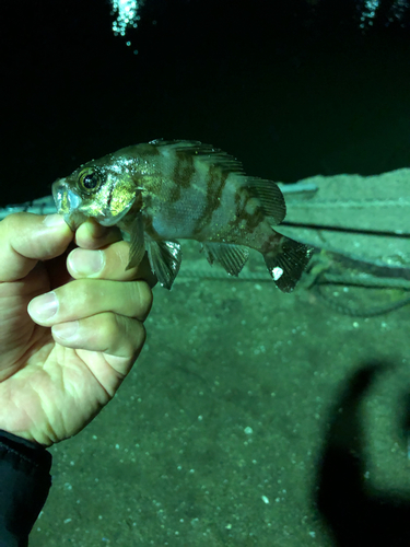 メバルの釣果