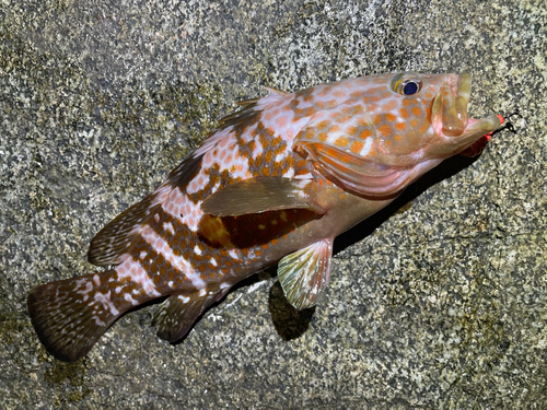 キジハタの釣果