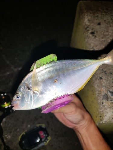 シマアジの釣果