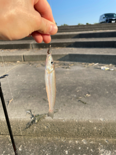 シロギスの釣果