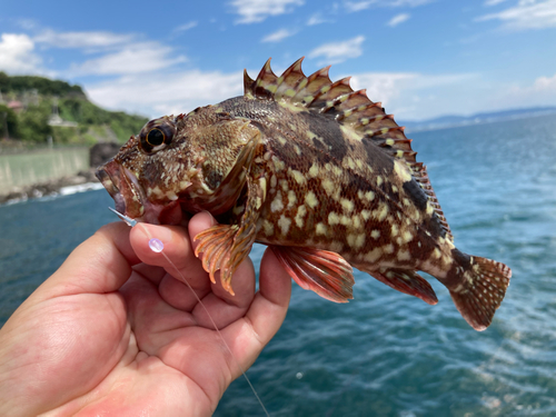 カサゴの釣果