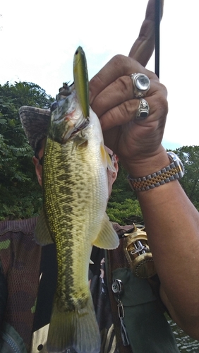 ブラックバスの釣果