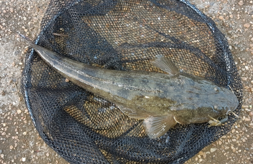 マゴチの釣果