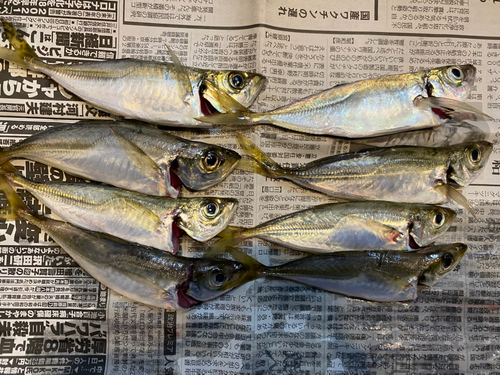 アジの釣果