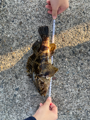 タケノコメバルの釣果