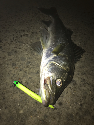 シーバスの釣果