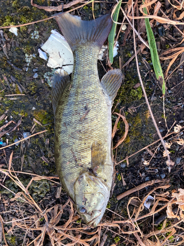 スモールマウスバスの釣果