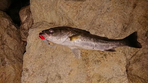 セイゴ（ヒラスズキ）の釣果