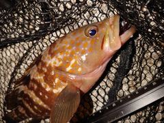 キジハタの釣果