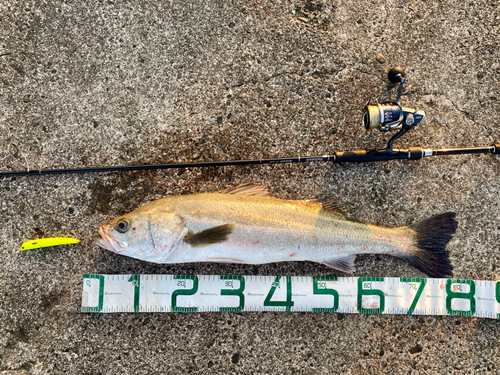 シーバスの釣果