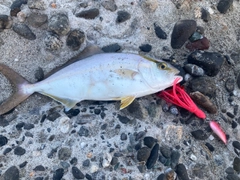 ショゴの釣果