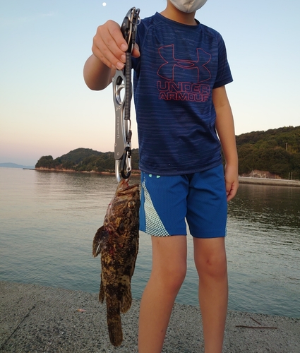 チャイロマルハタの釣果