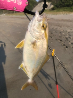 ショゴの釣果