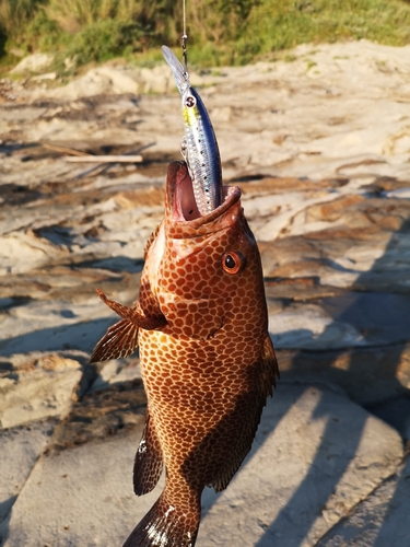 オオモンハタの釣果