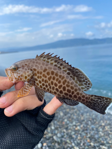 オオモンハタの釣果