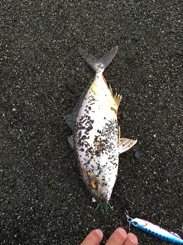 ショゴの釣果