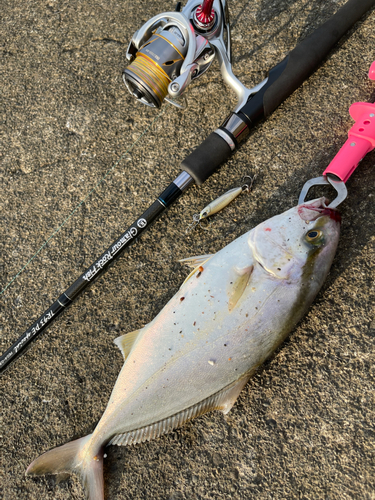 ショゴの釣果