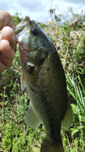 ラージマウスバスの釣果