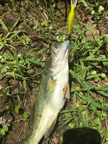 ブラックバスの釣果