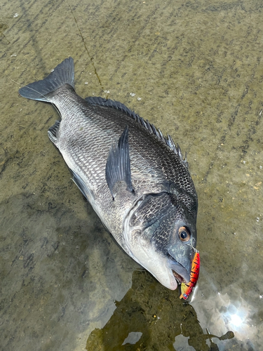 クロダイの釣果