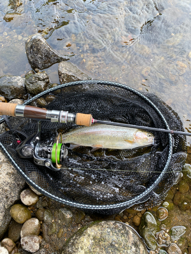 ニジマスの釣果