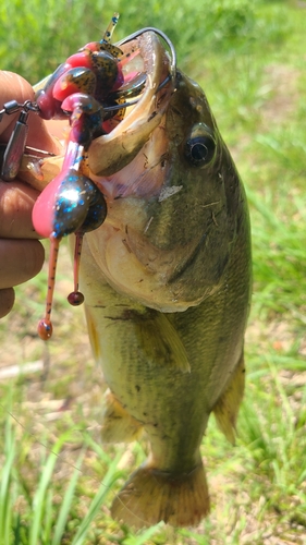 ラージマウスバスの釣果