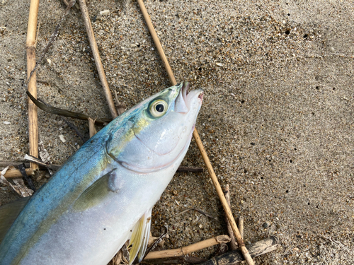 ワカシの釣果