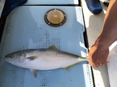 ハマチの釣果