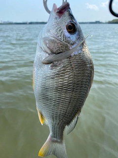 キビレの釣果