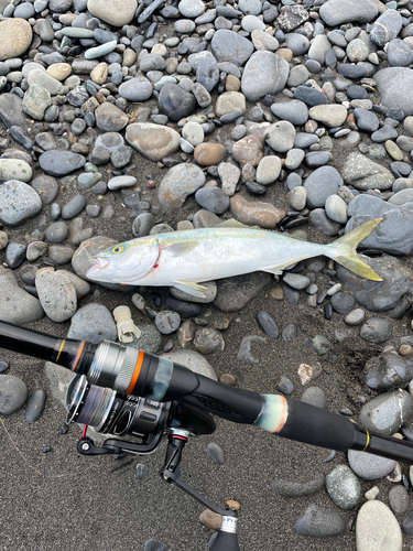 ワカシの釣果