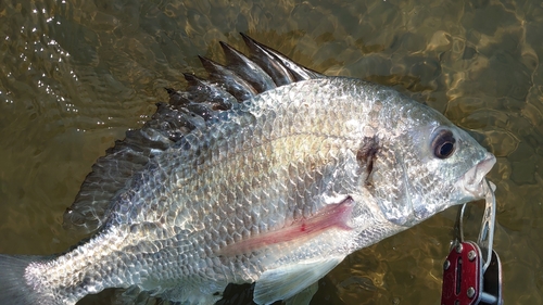 キチヌの釣果