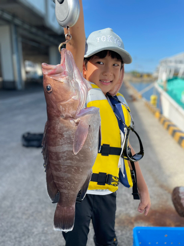 マハタの釣果