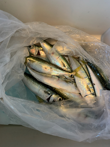 サバの釣果