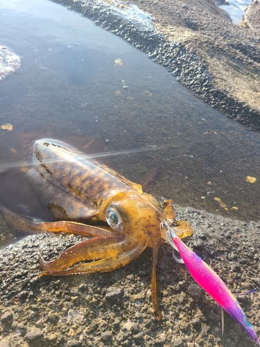 アオリイカの釣果