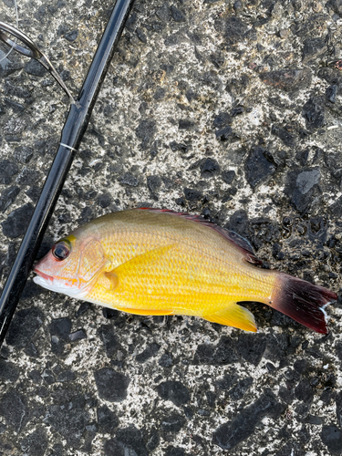 オキフエダイの釣果