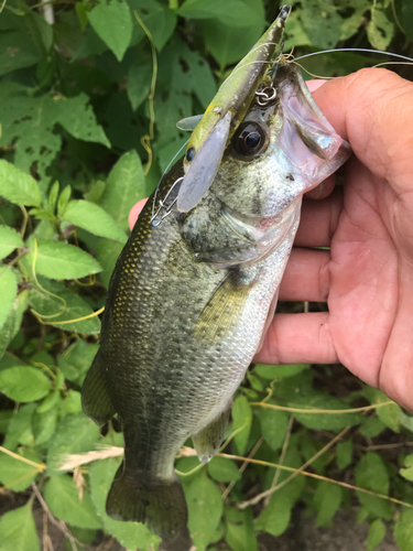 ラージマウスバスの釣果