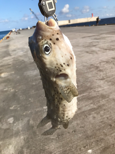 イシガキフグの釣果