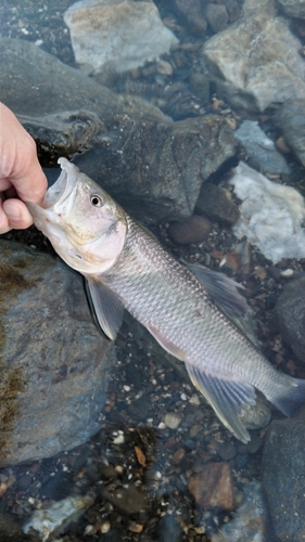 ハスの釣果