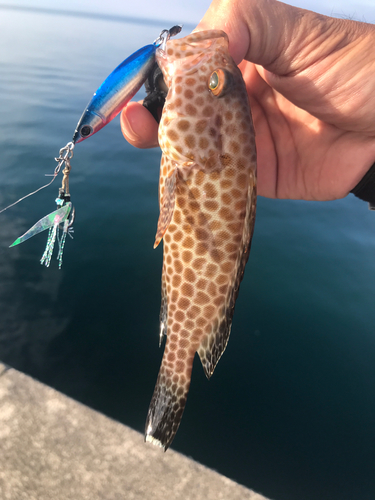 オオモンハタの釣果