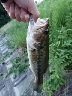 ラージマウスバスの釣果