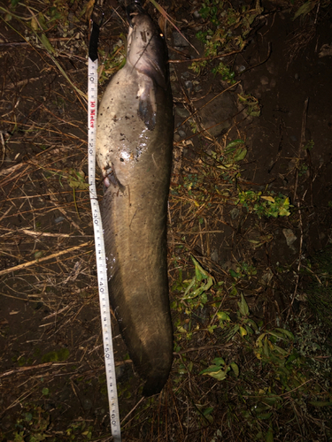 ナマズの釣果