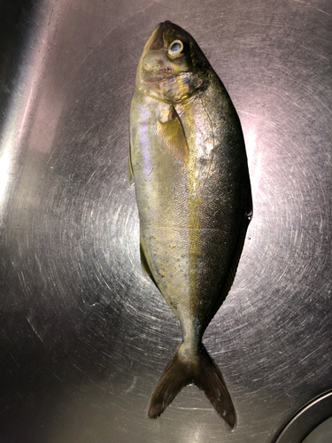 ショゴの釣果