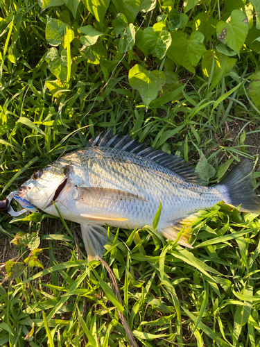 キビレの釣果