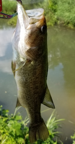 ラージマウスバスの釣果