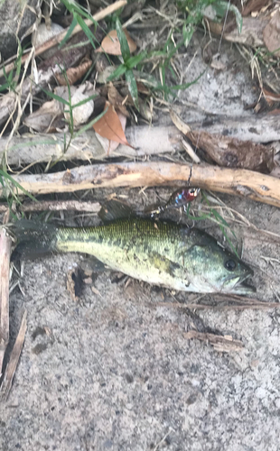 ブラックバスの釣果