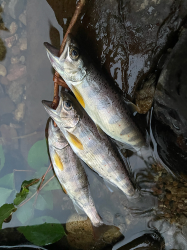 アマゴの釣果