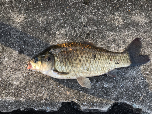 フナの釣果